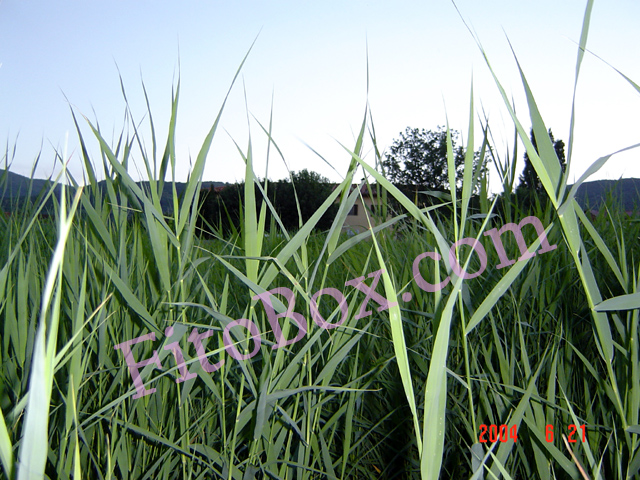 reedbed