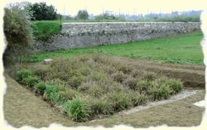 constructed wetland