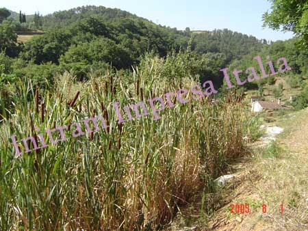 Impianto di fitodepurazione a flusso sommerso orizzontale