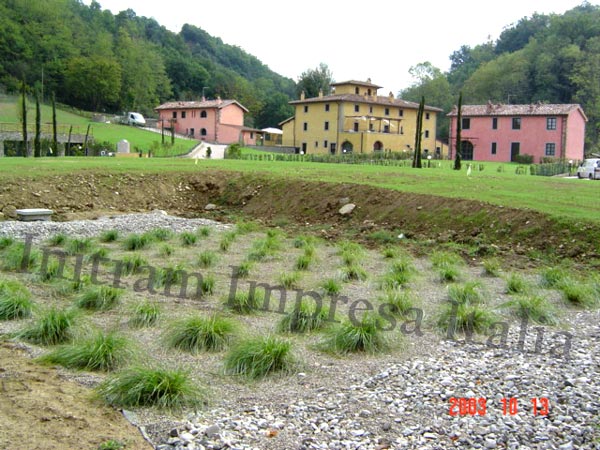 Impianto di fitodepurazione a flusso sommerso orizzontale - piante in fase di crescita