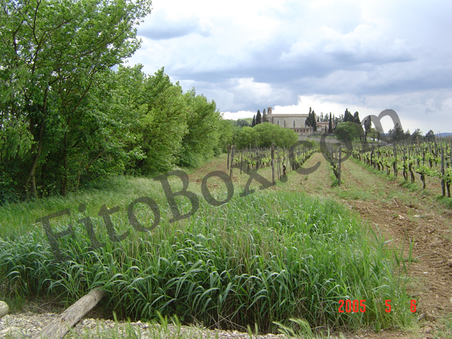 reedbed