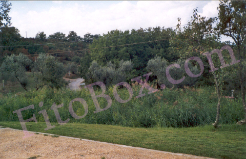 reedbed