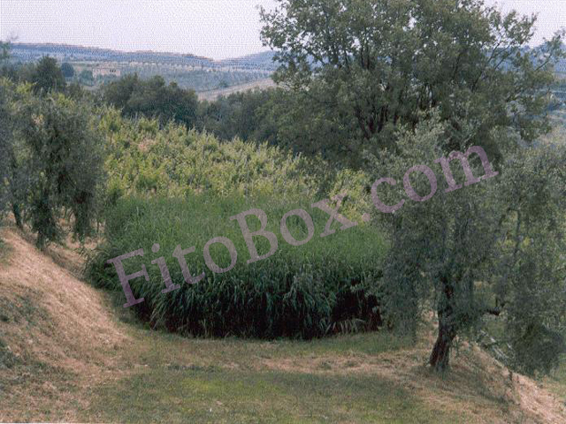 reedbed