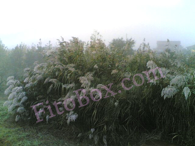 reedbed