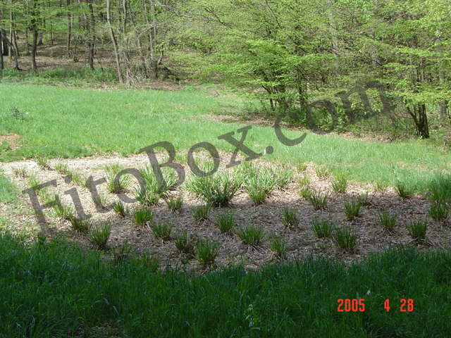 reedbed