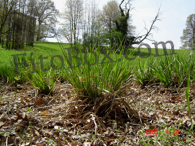 reedbed