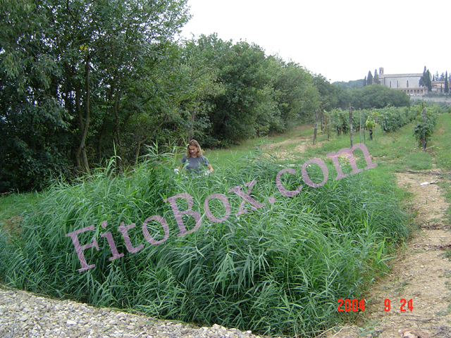 constructed wetland