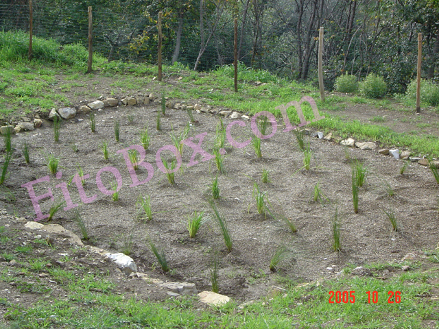 constructed wetland