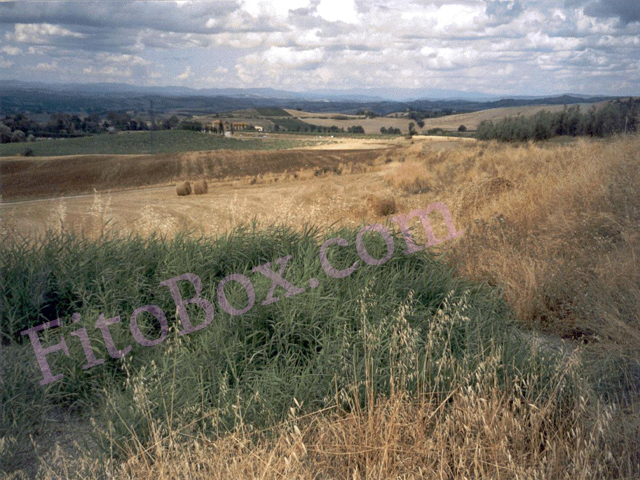 constructed wetland