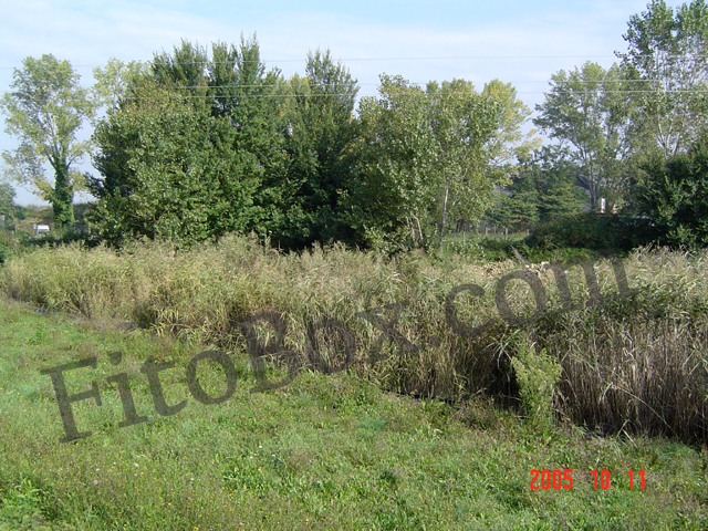 constructed wetland