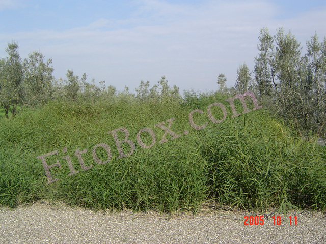 constructed wetland