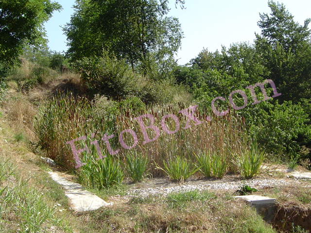 constructed wetland