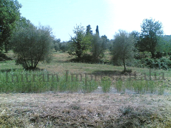 constructed wetland