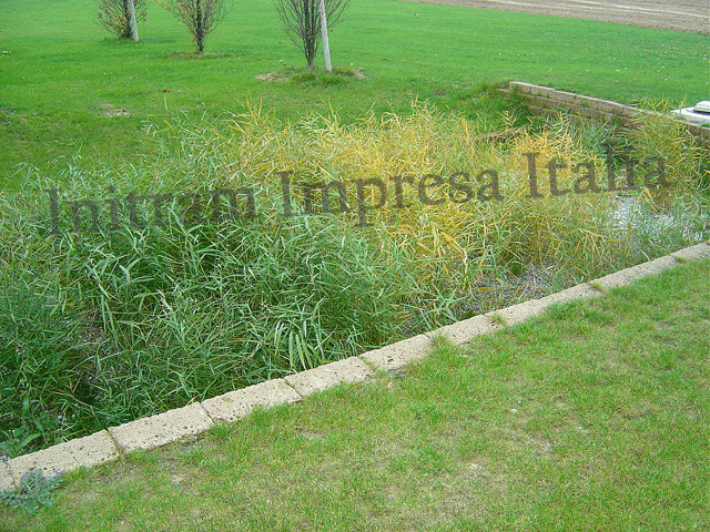 reedbed