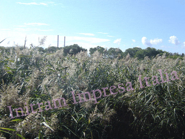 constructed wetland