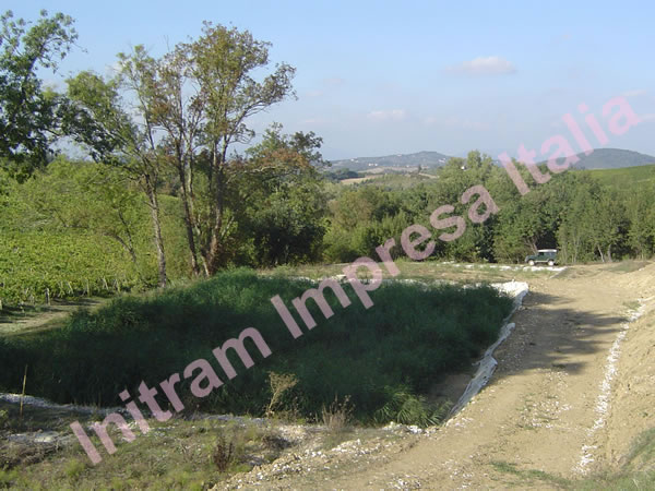 constructed wetland