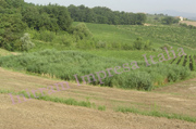 foto fitodepurazione cantina