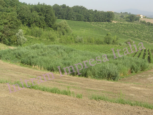 constructed wetland